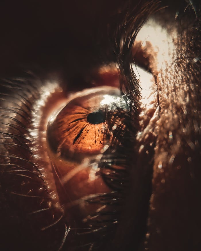 Detailed close-up of a human eye highlighting the intricate patterns of the iris.